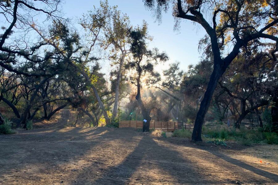 trees with the sun shining through behind them.